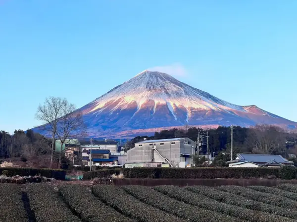 みたて茶会実施予定の茶畑